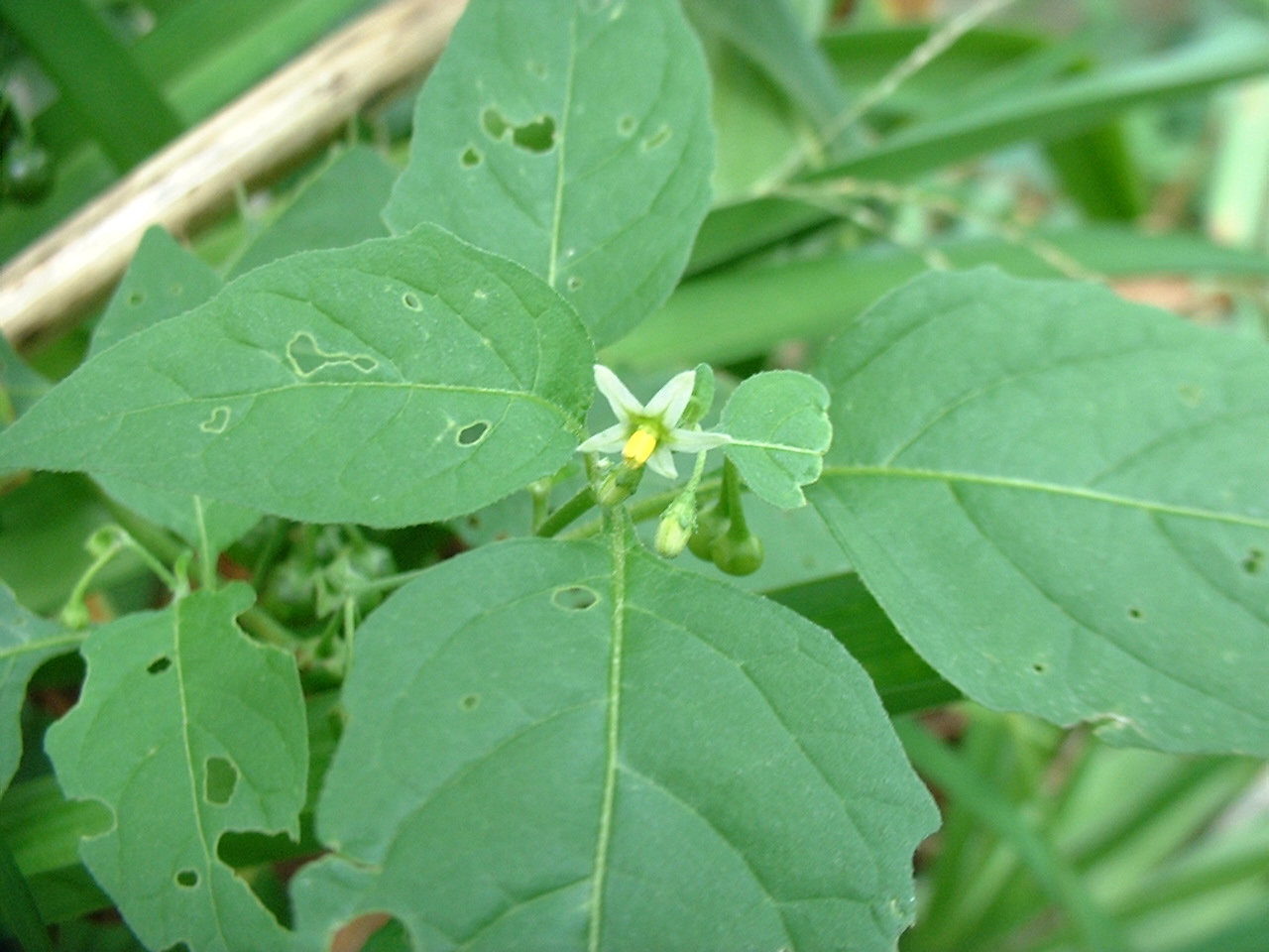 Solanum ptychanthum